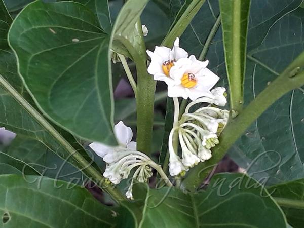 Spiral Nightshade